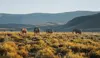 Safari-Game-Drive-2.jpg