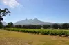 Stellenbosch Wine Region.JPG