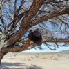 Western Cape Wines Travel Hat in Tree-2.jpg